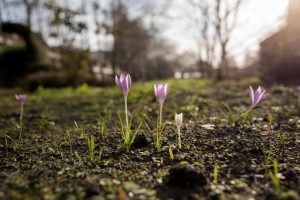 Crocuses in Lyle Park