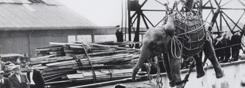 An elephant being unloaded from a boat using a net of ropes