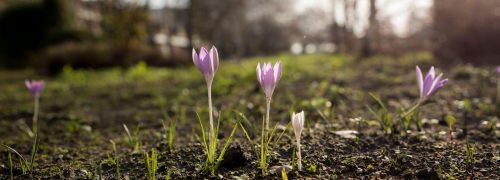 Flowers in the Royal Docks