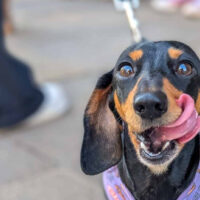 Dog-friendly places in the Royal Docks