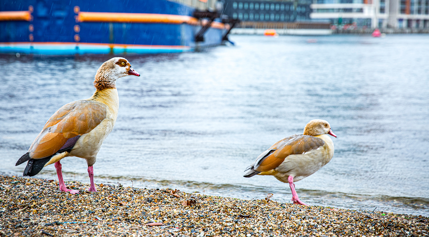 The ducks on the Royal Docks beach