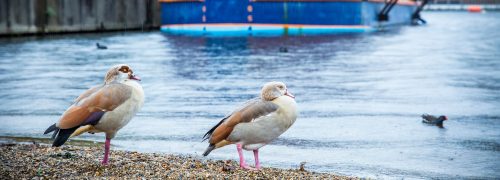 Ducks in the Royal Docks