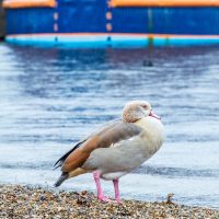 Ducks in the Royal Docks