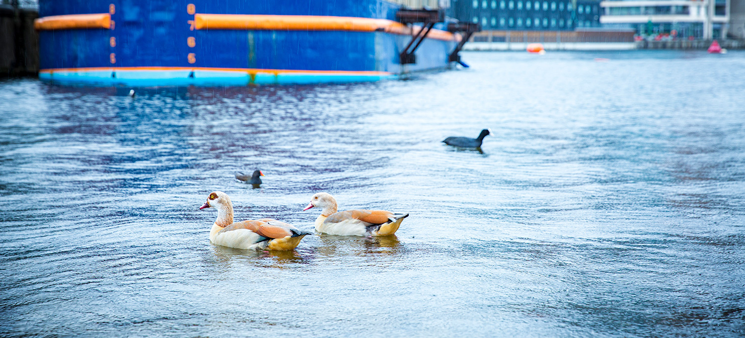 The Royal Docks ducks swimming in the water