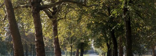 A row of trees in Royal Victoria Gardens