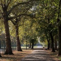 A row of trees in Royal Victoria Gardens