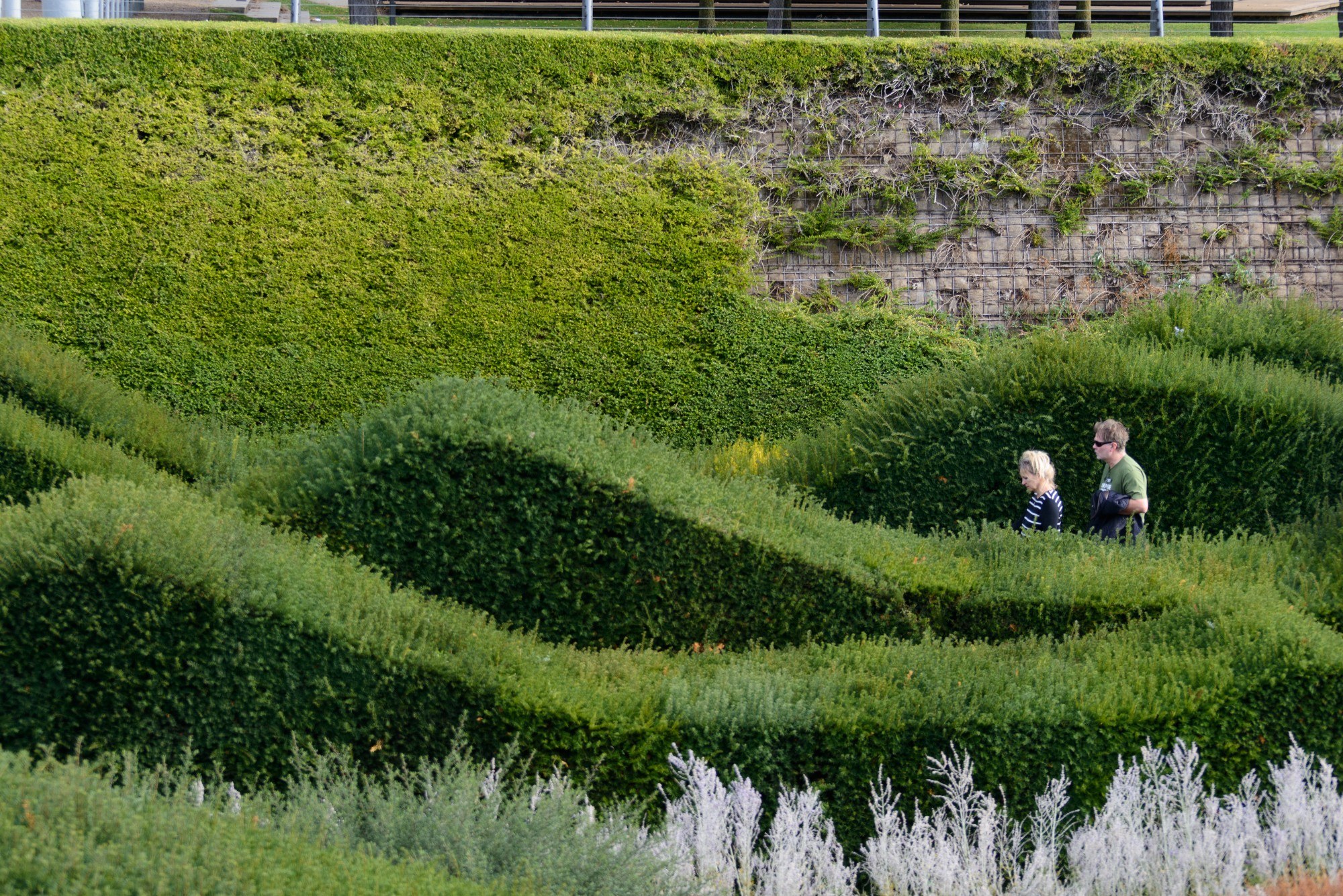 Thames Barrier Park hedges