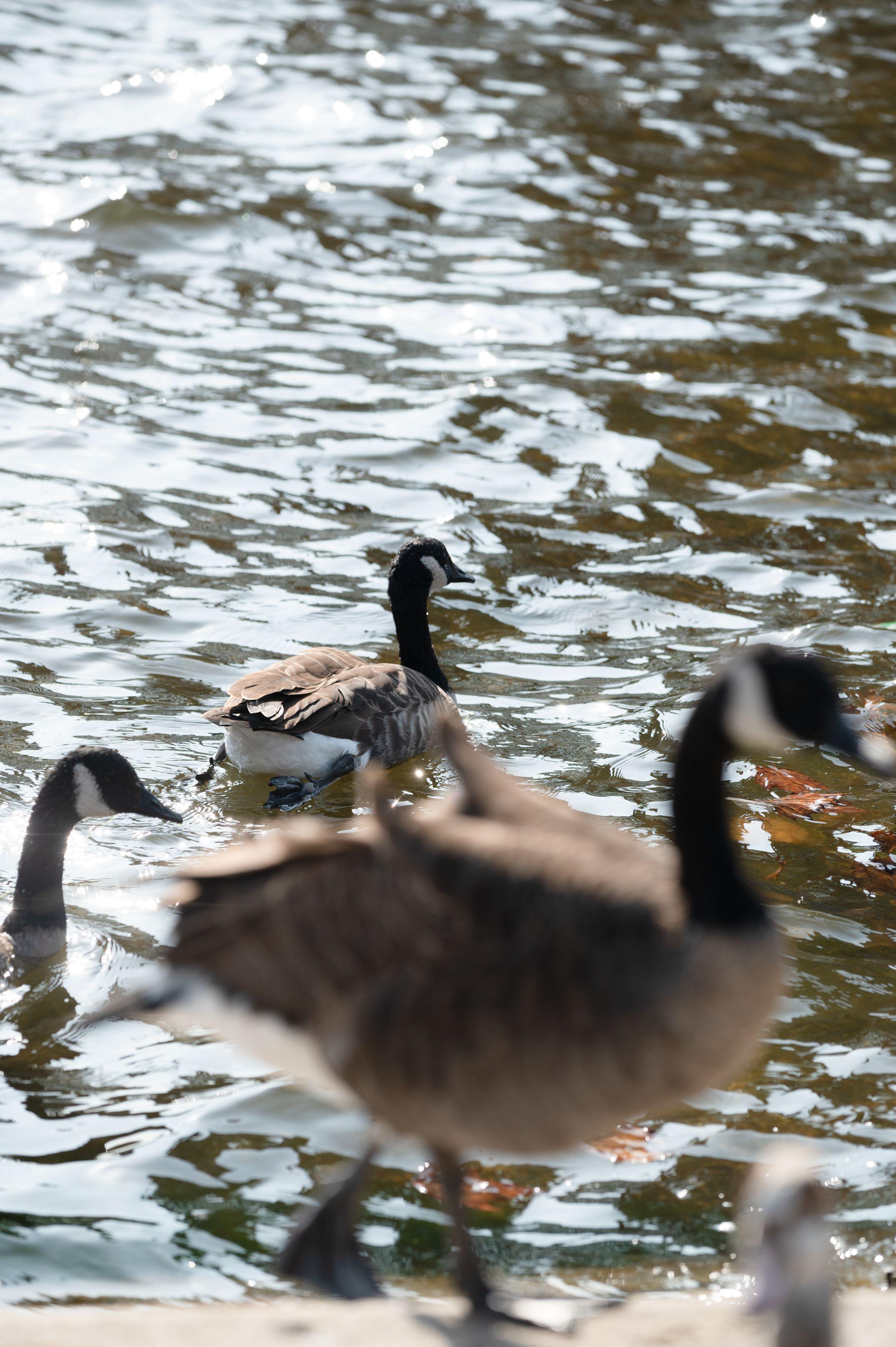 Canada geese in the water