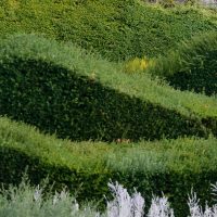 Rolling hedges of Thames Barrier Park