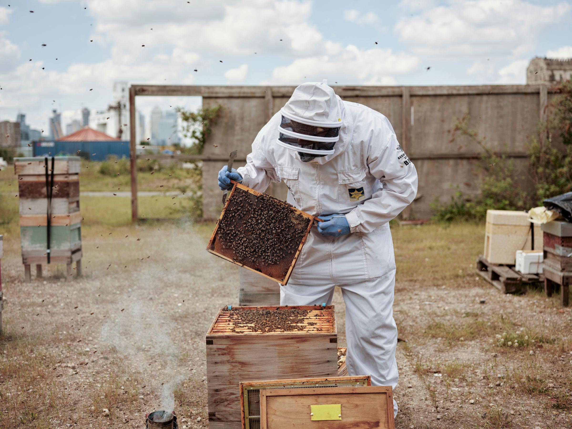 A beekeeper lifting a panel full of bees