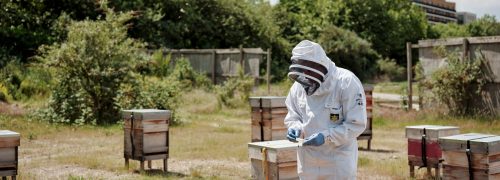 A beekeeper at Silvertown Keys surrounded by bees