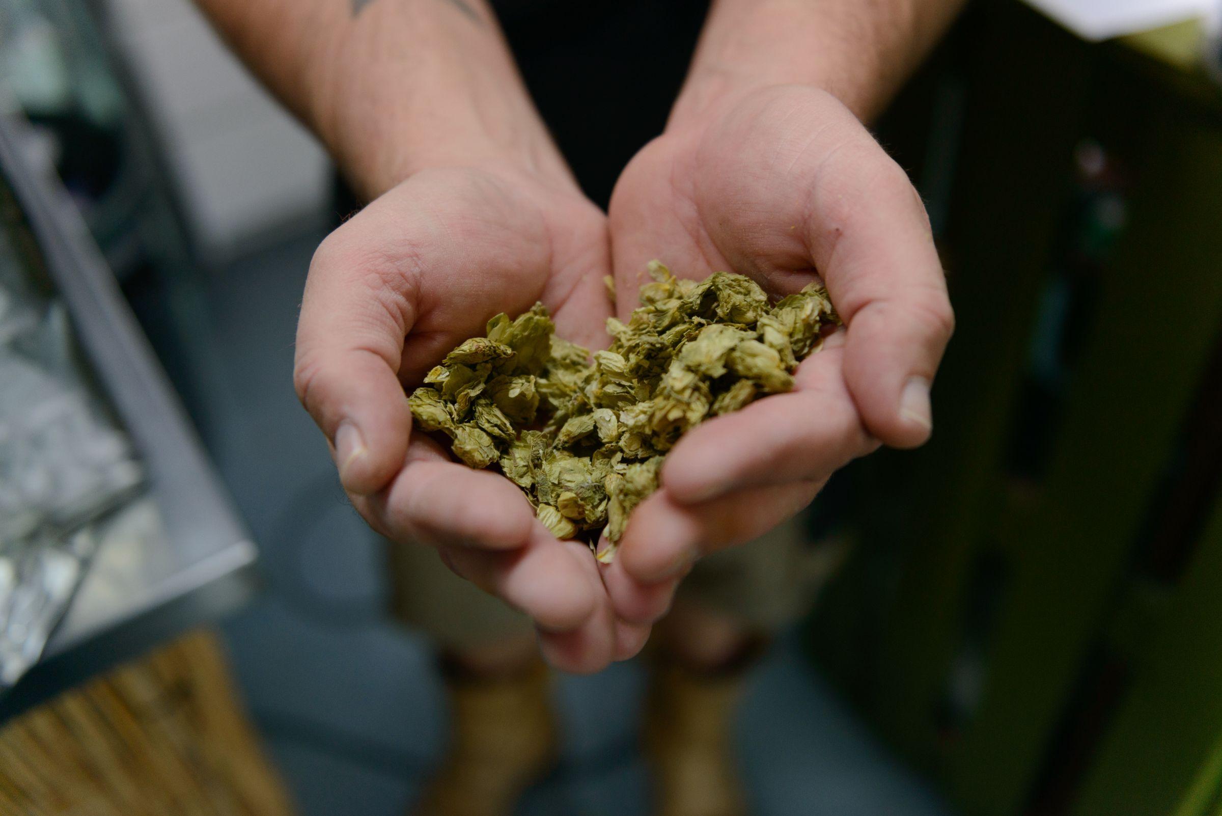 A man holding hops