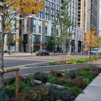 Nature in action - the Royal Docks rain garden