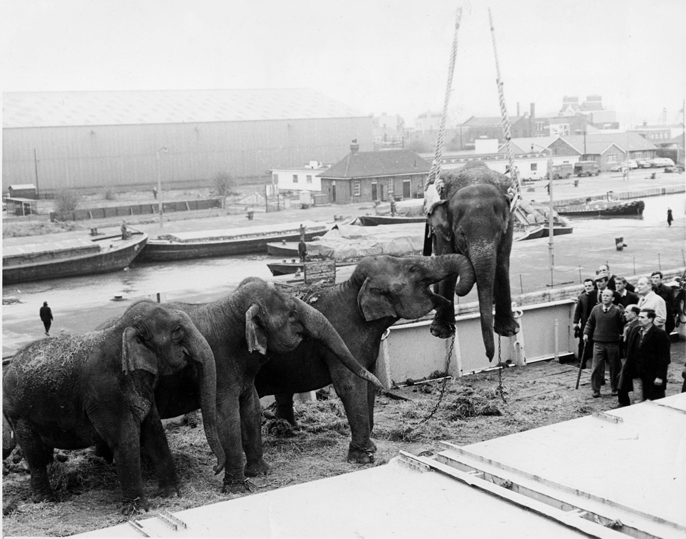 Elephants being lifted by winch