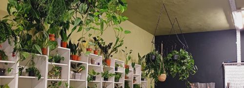 Plant Lovers London: nurturing growth in Custom House