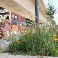 Royal Docks Rain Garden