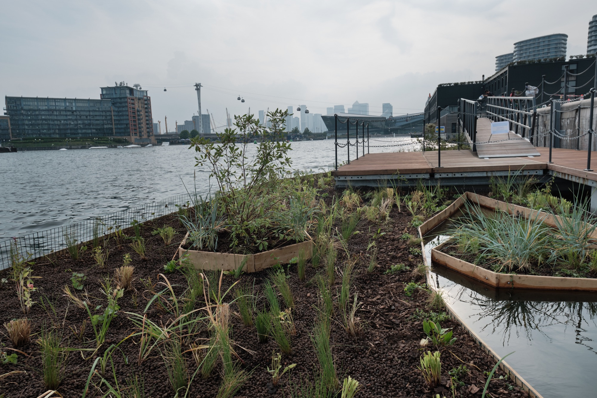 Royal Docks floating garden completed, with planting, decking and a pond