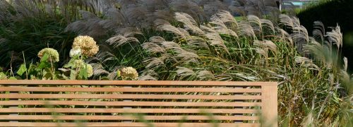 Bench with waving grasses behind it