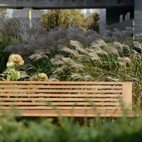 Bench with waving grasses behind it