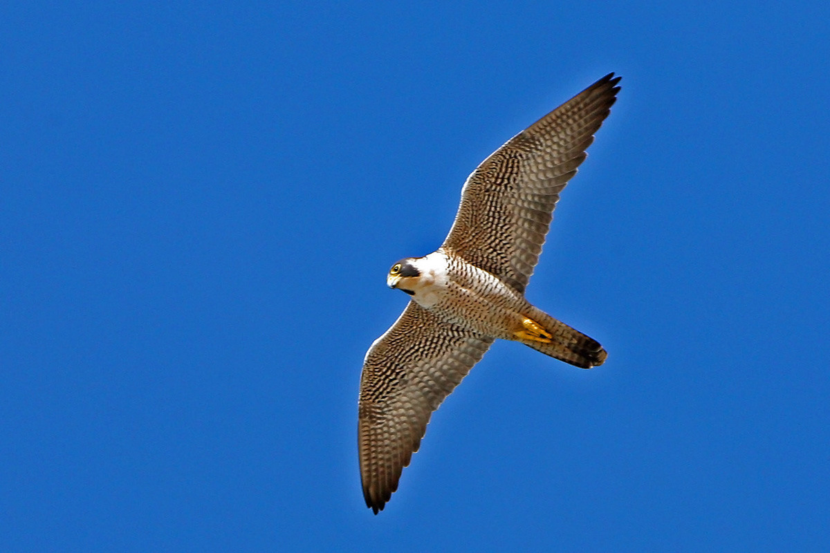 A peregrine falcon in flight