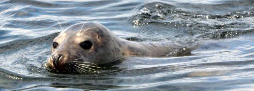 A seal in the Thames