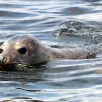 A seal in the Thames