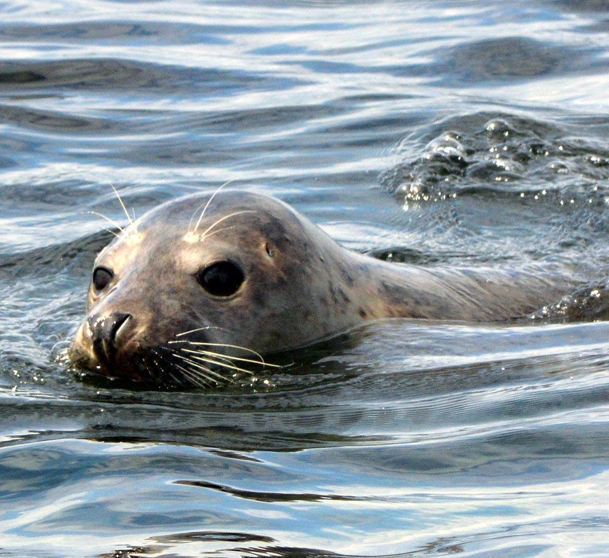 A new grey seal in the river Thames