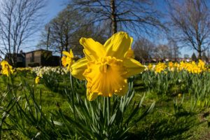 Royal Docks Walking Tour: Foraging Along Boundaries