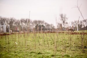 Planting Day in Beckton District Park South