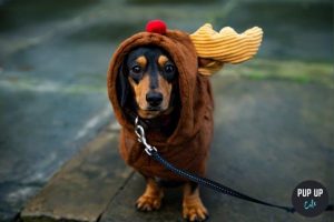 The Daschund Christmas Tour