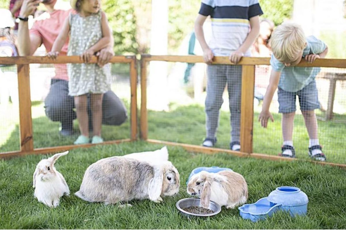 Fun at the Farm | Royal Docks
